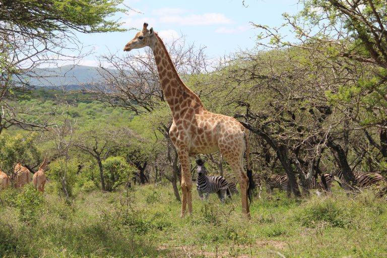 Giraffe Zebra