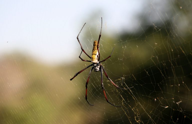Golden Orb Spider