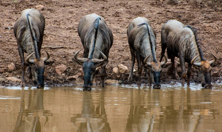 Wildebeest 1