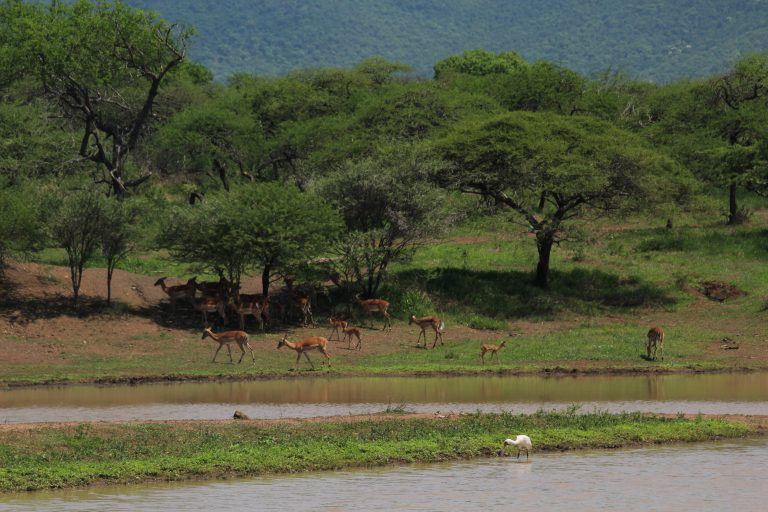 IMPala